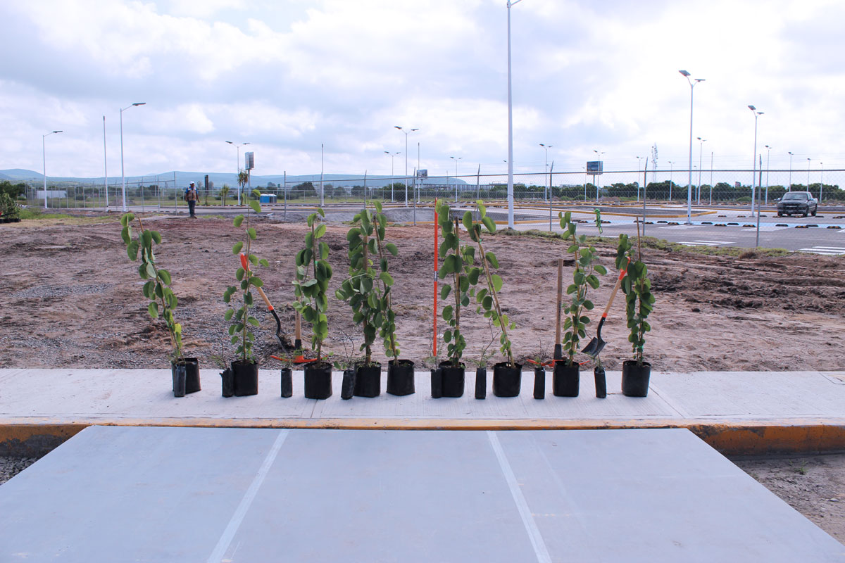 Reforestación AIQ