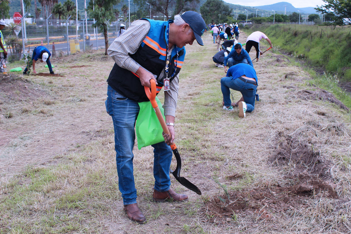 Reforestación AIQ